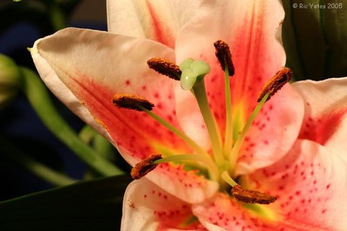 Same-day flower delivery being prepared for dispatch