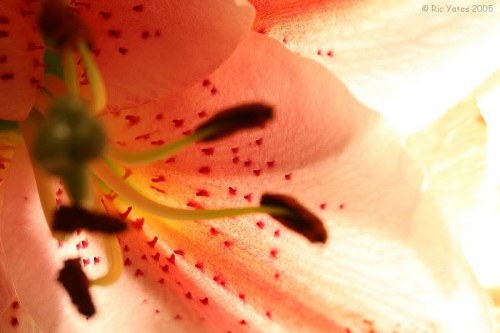 A vibrant bouquet of assorted fresh flowers