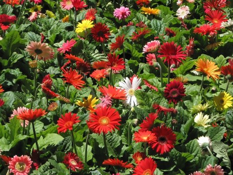 A beautiful bouquet of mixed flowers arranged elegantly