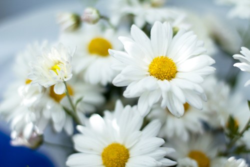 Variety of floral arrangements available in Paddington