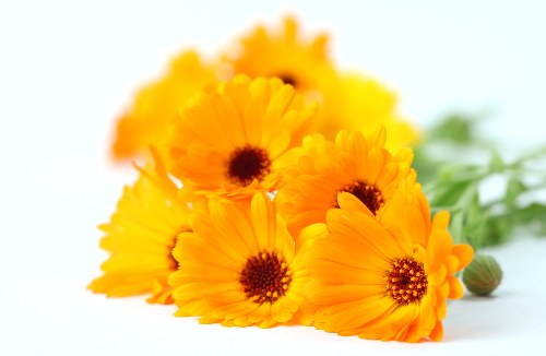 Fresh flowers being prepared for delivery in Lower Clapton