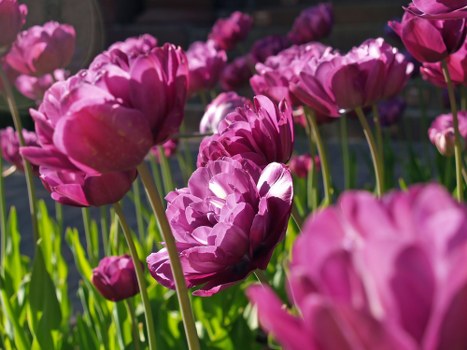 Eco-friendly flower delivery packaging