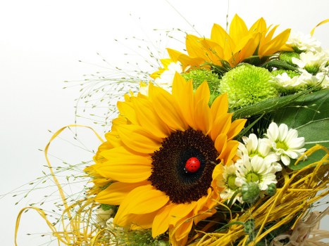 Florist arranging fresh flowers in the shop