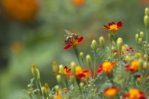 Eco-friendly flower packaging for delivery in Blackfriars