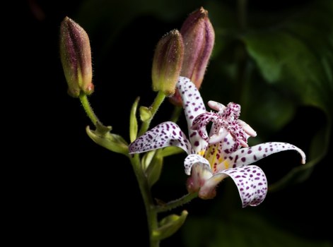 Ecologically sourced flowers for delivery in Wallington