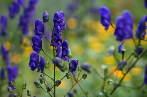 Same-day flower delivery service in Willesden