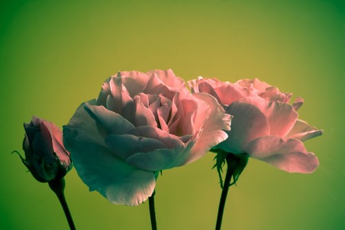 Assorted roses in a stunning bouquet