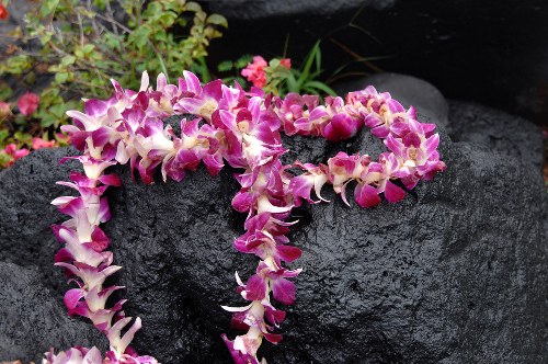 Local florists offering flower delivery in Paddington