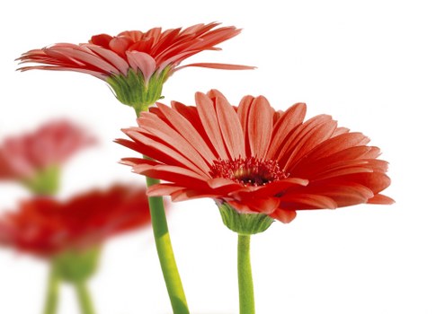 Local florist shop in Winchmore Hill preparing flower delivery