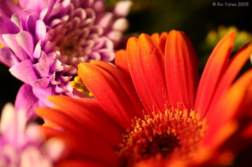 Colorful assortment of seasonal flowers ready for delivery