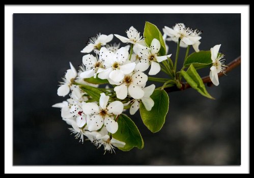 Elegant flowers for special occasions